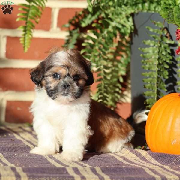 Queenie, Shih Tzu Puppy